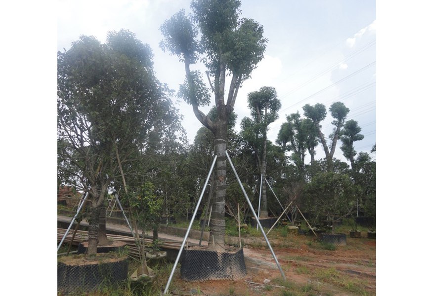 園林公司種植的苗木有哪些優(yōu)勢